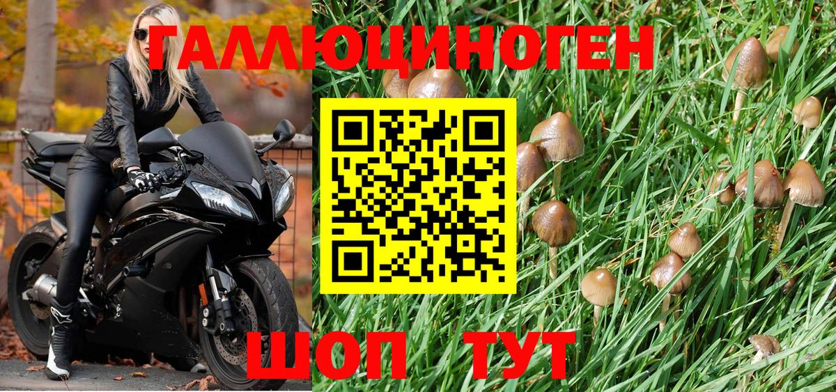 Галлюциногенные грибы Psilocybe Добрянка